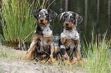 BEAUCERON - PUPPIES 083